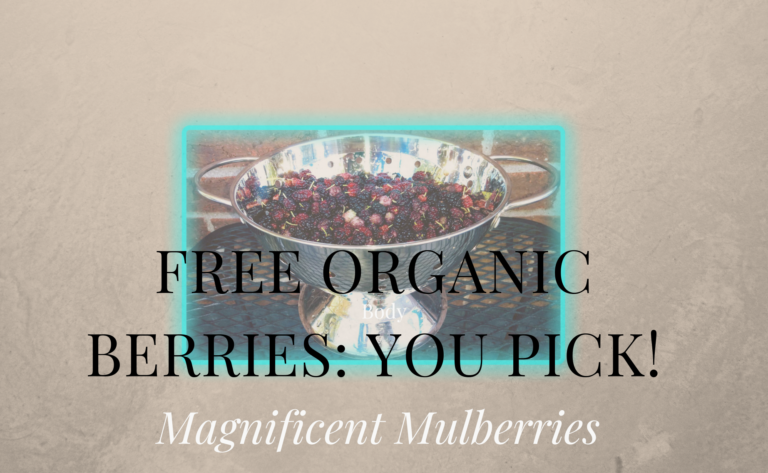 Free Organic Berries: You Pick!