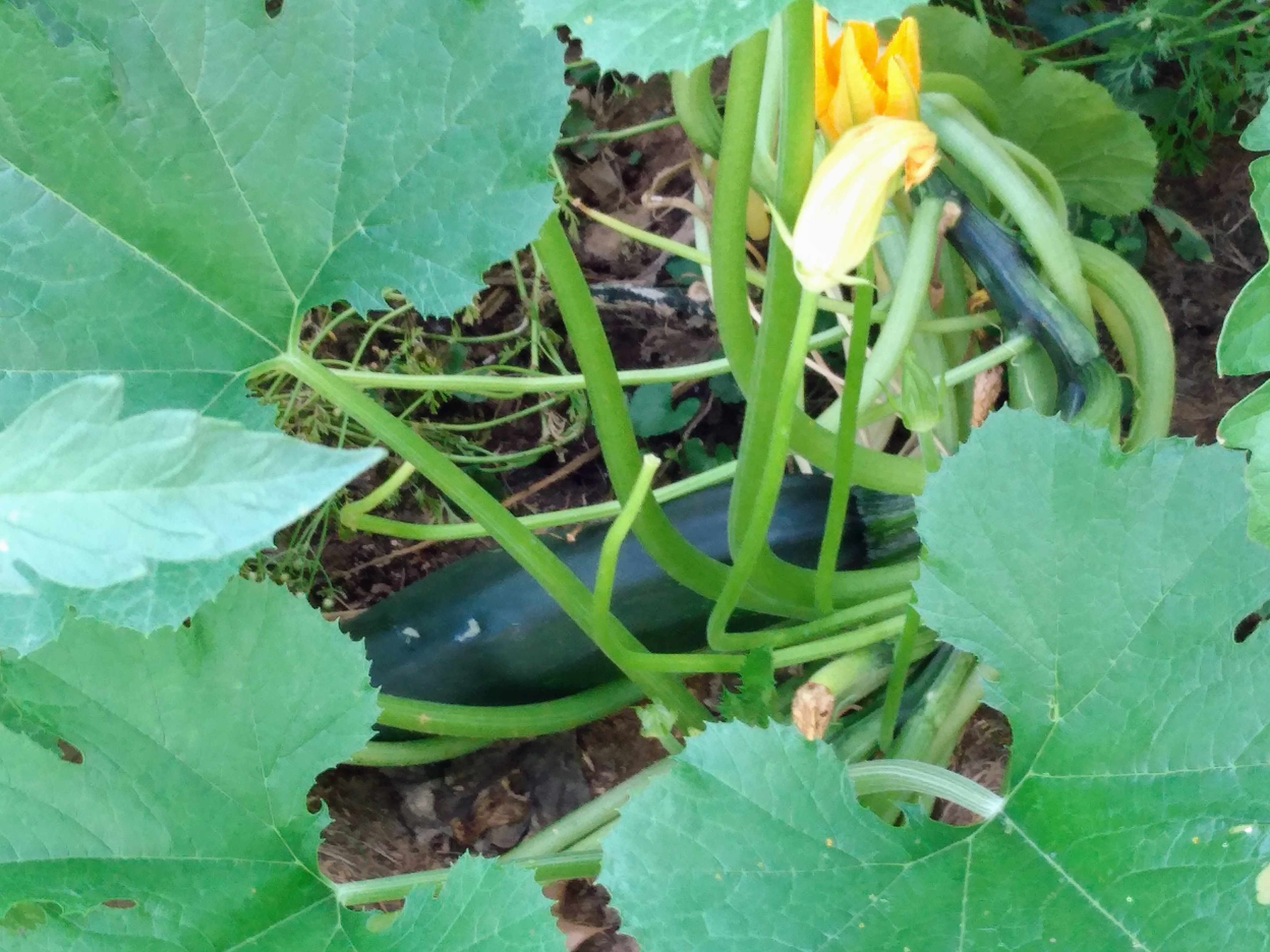 The Zucchini in the crowed plot.