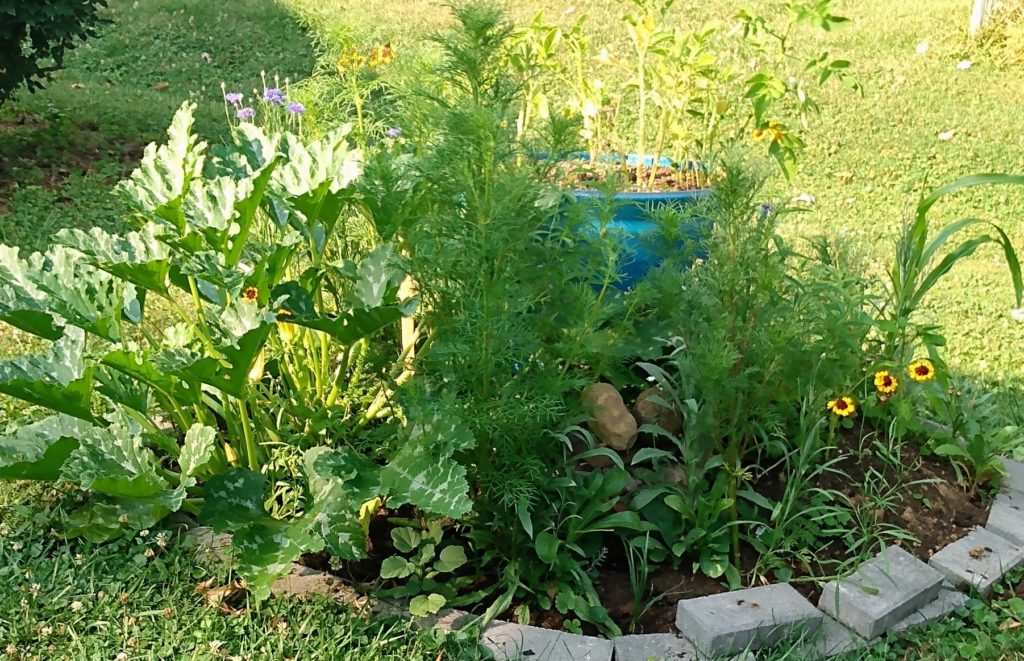 Garden-scaping. Growing flower and Veggies together.